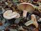 Ízletes rizike (Lactarius deliciosus), Őrség